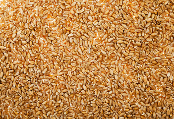 wheat , close up 
