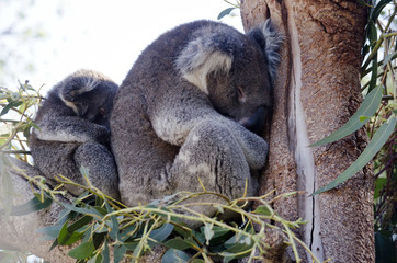 koala and joey