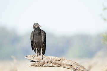 Curious Black Vulture