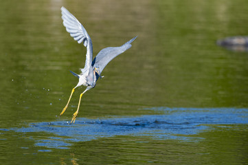 Great Blue Heron snares a small fish