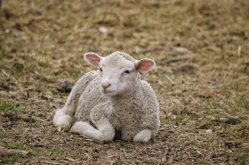 baby lamb