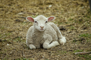 lamb