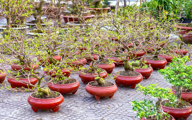 The apricot flower pots in the garden with bonsai pots apricot flower buds Designs prepare it to welcome the coming spring with Vietnam Lunar New Year