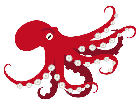 タコ - Octopus