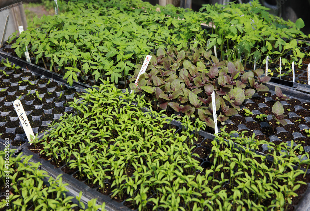 Wall mural spring seedlings