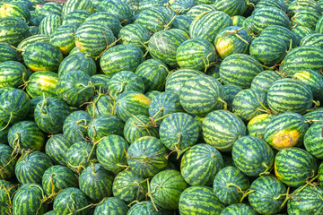 Fototapeta na wymiar Watermelon, after harvest, with hundreds of watermelons were piled deep blue pending transportation going to market, this is a nutritious drink for everyone in summer