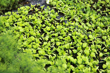 cilantro seedlings