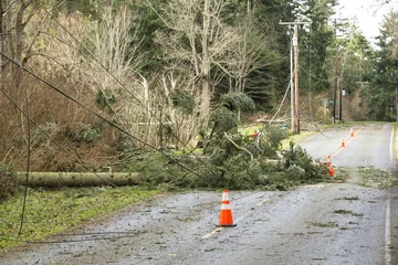 Foto op Plexiglas Onweer Fallen trees and downed power lines blocking a road  hazards after a natural disaster wind storm