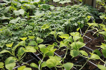 tomato and cucumber seedlings
