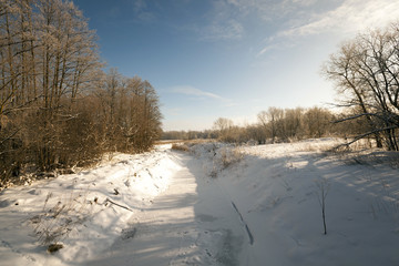 trees in winter  