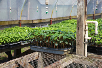 greenhouse seedlings