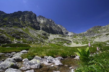 Wielicki Ogród w Tatrach Wysokich