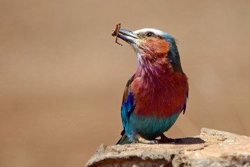 Lilac-breasted roller, Maasai Mara Game Reserve, Kenya