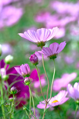 Fototapeta premium Cosmos Bipinnatus flowers in the garden with the flowers symbolize a happy family together in the beautiful garden and romance with father, mother and children under warm