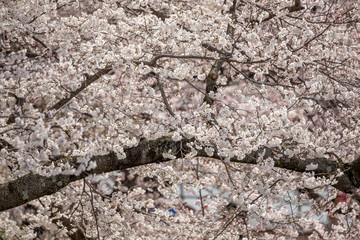 Cherry blossom flowers and tree branch