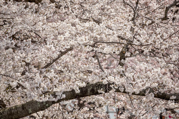 Cherry blossom flowers and tree branch