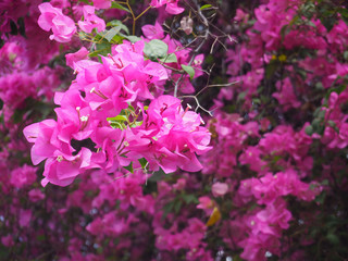 Plakat Pink Bougainvillea flower