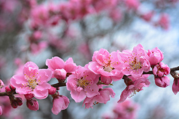 Pink peach blossom flowers on a tree in Japan during spring 2016