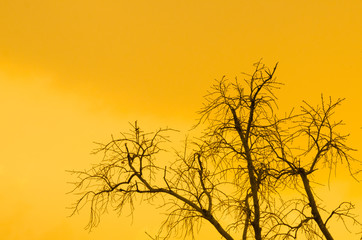 Tree with orange sun light background