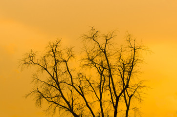 Tree with orange sun light background