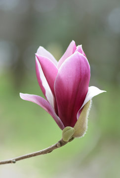 Fototapeta Pink tulip magnolia flower macro in spring 2016