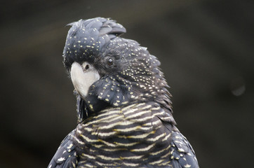 female red cockatoo