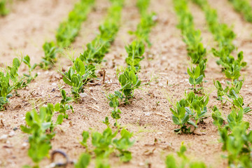 field with green peas  