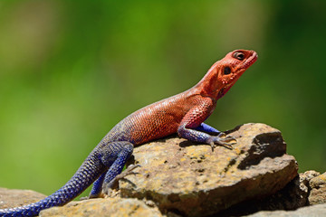 Common agama, Maasai Mara Game Reserve, Kenya