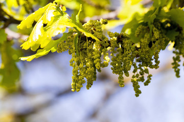 Flower closeup oak  