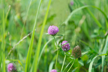 Red Clover