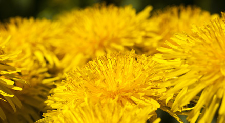 yellow dandelion flowers  