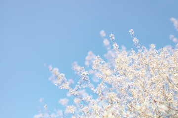 abstract dreamy and blurred image of spring white cherry blossoms tree. selective focus. vintage filtered
