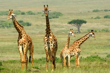 Deurstickers Giraf Maasai giraffes, Maasai Mara Game Reserve, Kenya