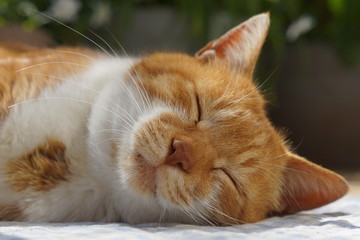 眠る茶猫