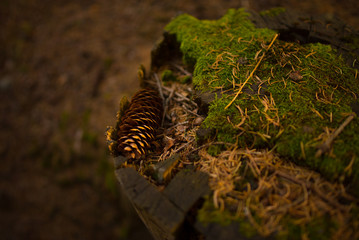Underwood musk and pine needles