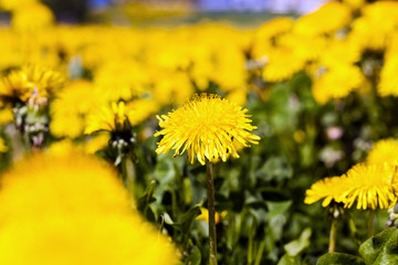 yellow dandelion flowers  