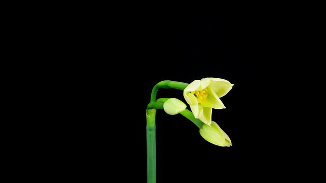Three white daffodil flowers blooming on one stem on black background