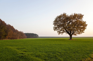 Oak autumn ,  field