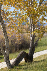 Fototapeta premium Interesting trees