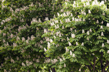 blooming chestnut, spring  