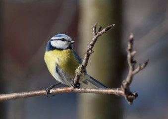 Blue titmouse sits on a branch a mountain ash