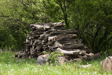 firewood in nature  
