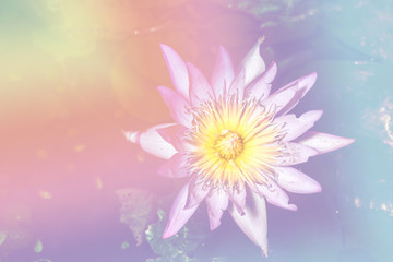 lotus flower soft focus