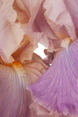 Cercles muraux Iris iris