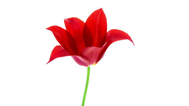 Timelapse of red pointy tulip flower blooming on white background
