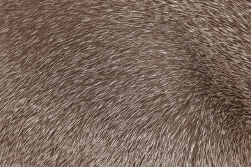 Short-haired gray cat fur structure