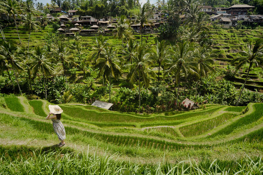 Woman with hat at Tegalalang rice terraces, Bali, Indonesia