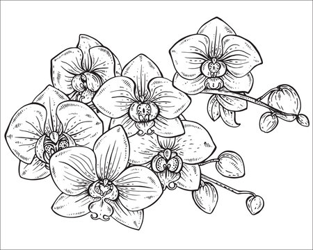 Beautiful monochrome vector floral bouquet of orchid flowers