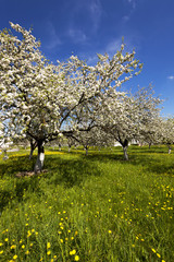 cherry blossoms, spring  