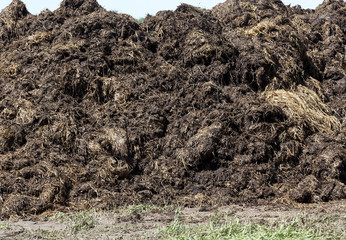 manure for fertilizer  